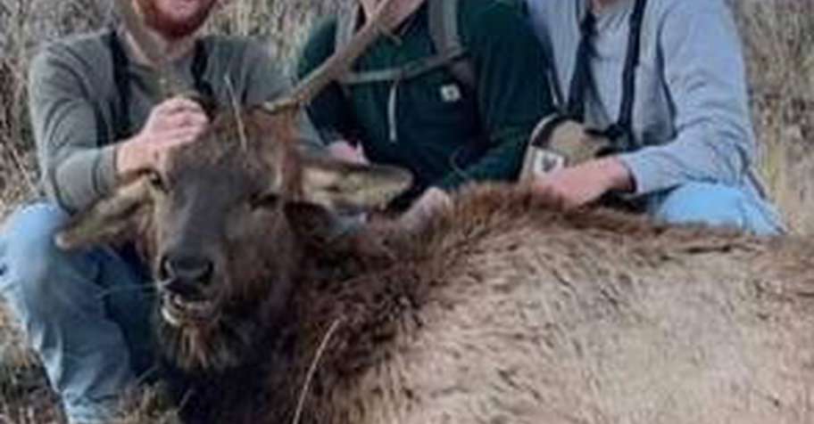 Limited Entry Bull Elk