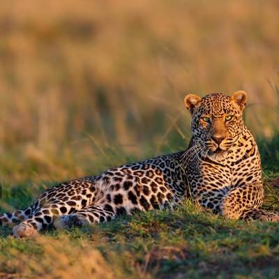 14 Day Leopard Package Hunt