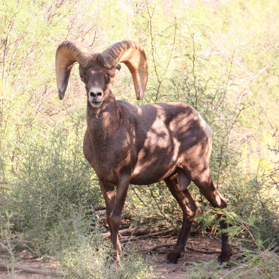 Desert Bighorn Sheep Over 170