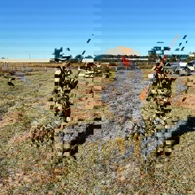 Pigeon Shooting in Tucuman