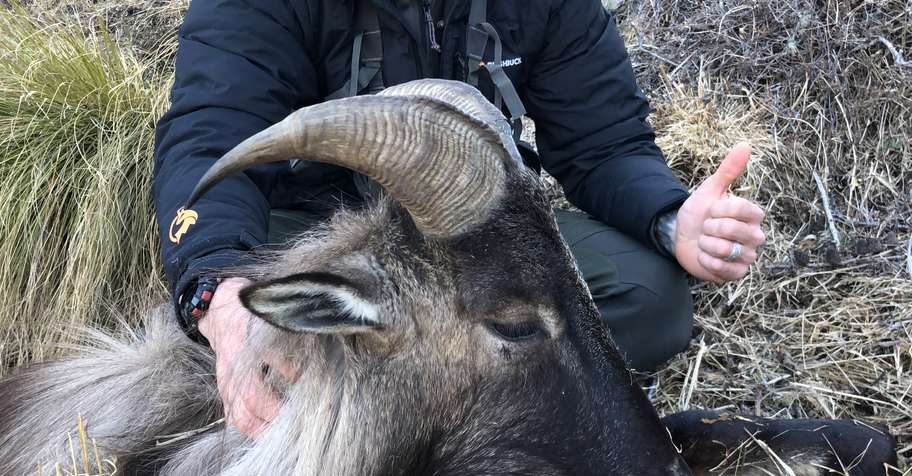 New Zealand Himalayan Tahr Hunt
