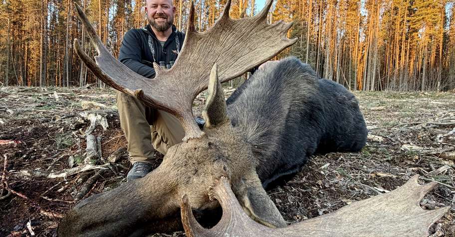 Alberta moose rut hunt