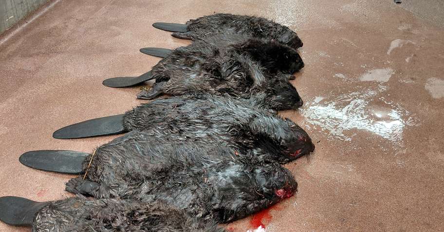 2026 EXCLUSIVE BEAVER HUNTING EXPERIENCE