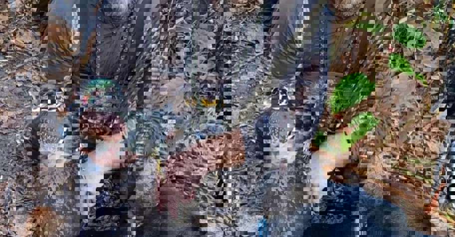 Migratory Waterfowl Morning Hunt