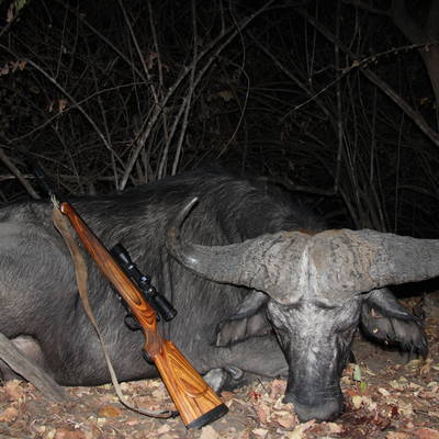 7 Day Buffalo & Kudu for 2 Hunters