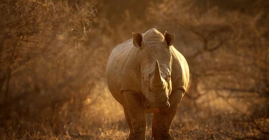 Rhino Vita Green Hunt