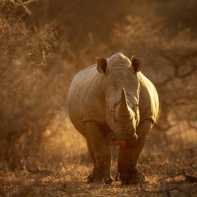 Rhino Vita Green Hunt