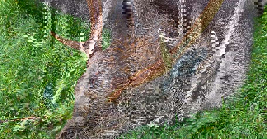 Sika Stag hunting for 2