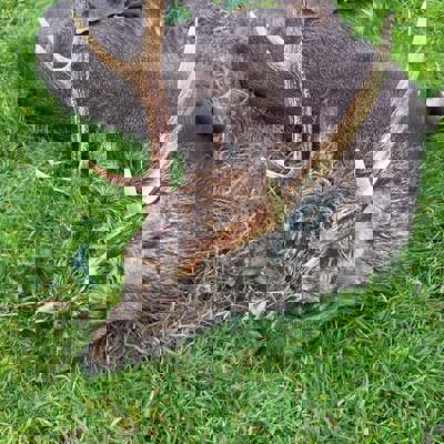 Sika Stag hunting for 2