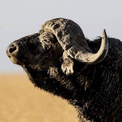 Limpopo Buffalo & Hippo 2026 Special