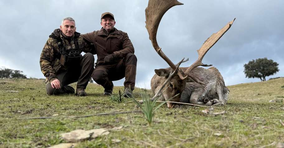 FALLOW DEER