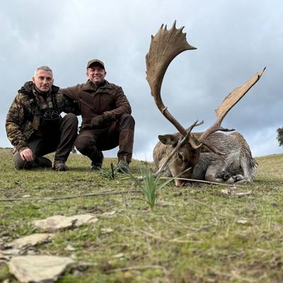 FALLOW DEER