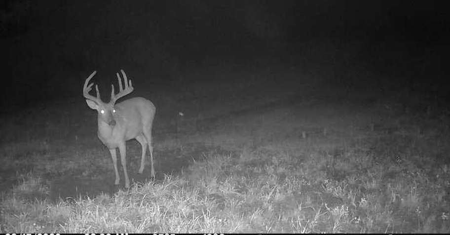 WHITETAIL DEER BUCK Rifle 5 DAY