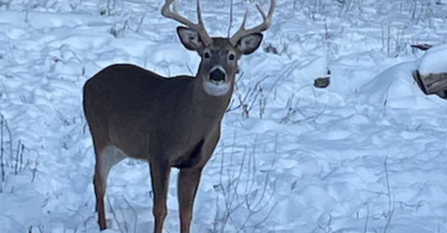 Feb/Jan '26 Trophy Whitetail 140' est