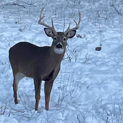 Feb/Jan '26 Trophy Whitetail 140' est