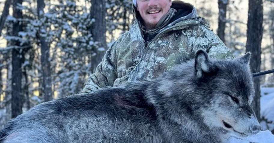Winter Wolf Hunt