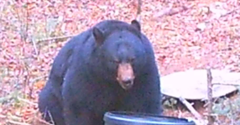 2026 FALL Black Bear Hunt