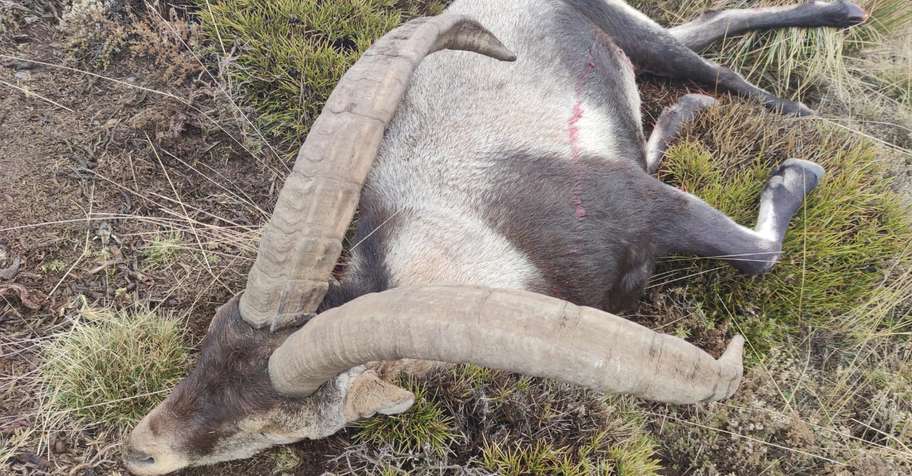 Southeastern ibex hunt in Spain