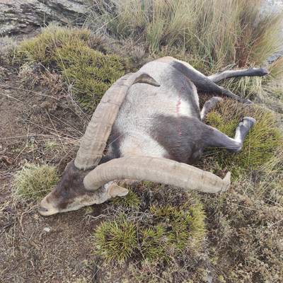 Southeastern ibex hunt in Spain