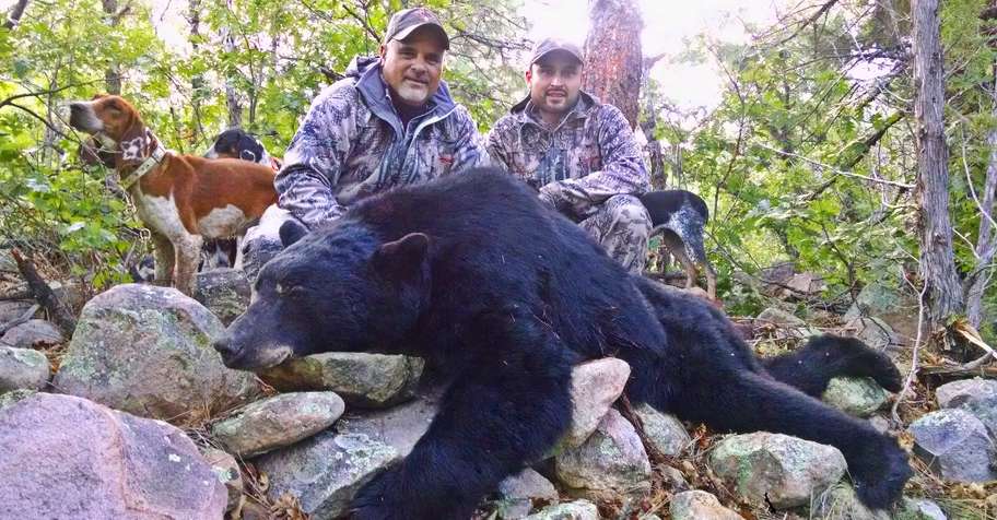 NM Bear Hunt with Dogs