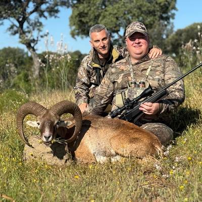 MOUFLON