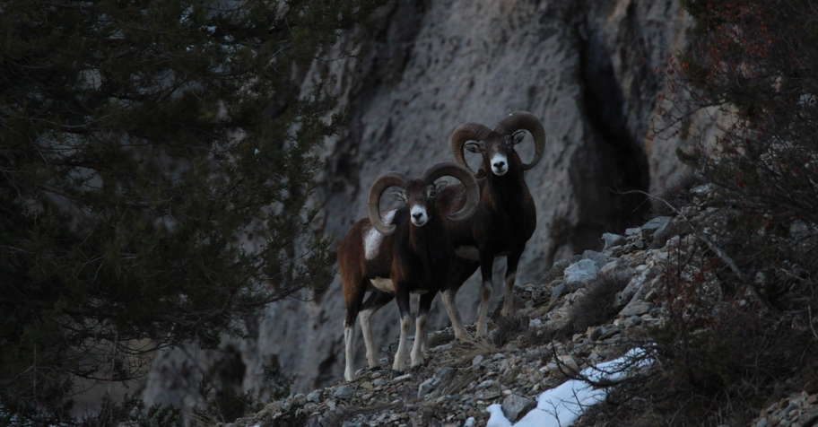 Incredible mountain mouflon's hunt