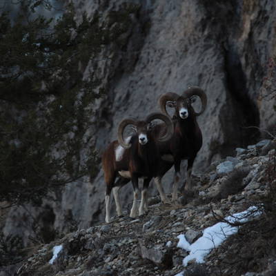Incredible mountain mouflon's hunt