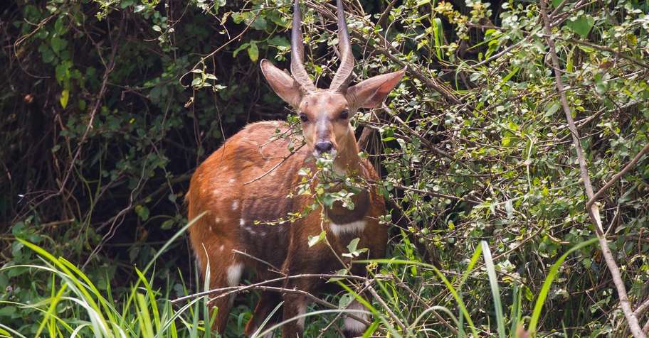 Bushbuck Package
