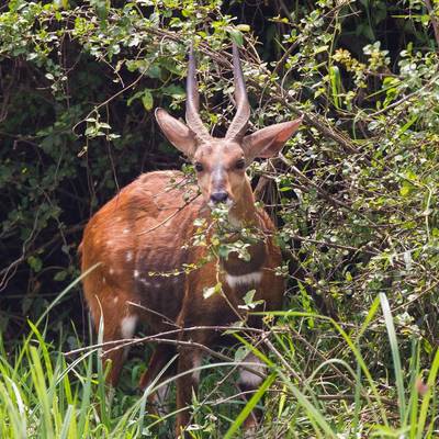 Bushbuck Package