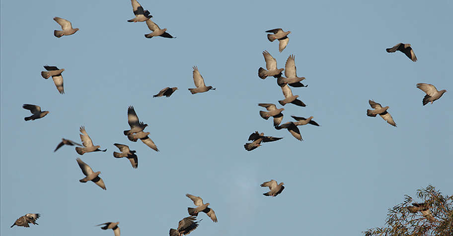 Luxury Pigeon hunt- Uruguay