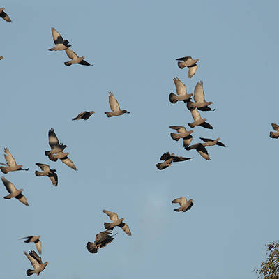 Luxury Pigeon hunt- Uruguay
