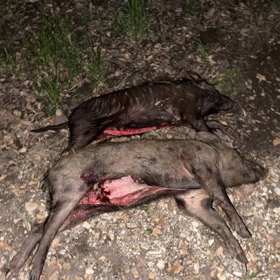 Public Land Hunt Wild Pig 1 - C04637db 98b0 4f4c A855 F2c63afc2cf2 Thumbnail