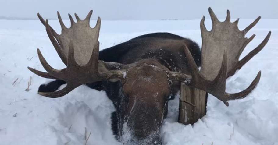 Trophy Alberta Moose Late Rifle Hunt '26