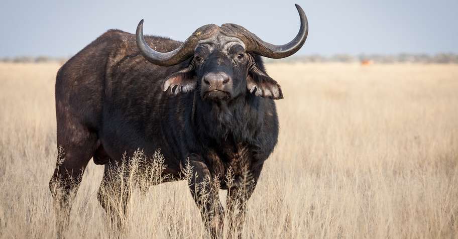 Double Buffalo + PG - Bubye Valley