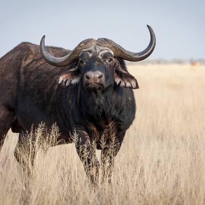 Double Buffalo + PG - Bubye Valley