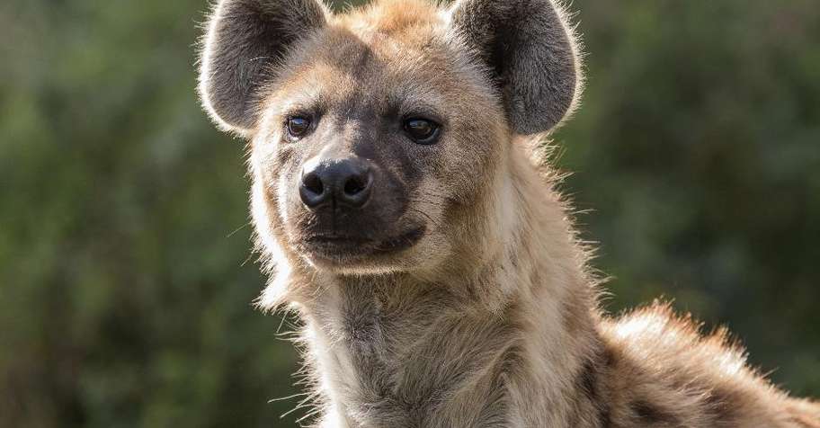10 Day Spotted Hyena Package
