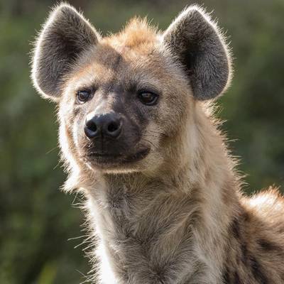10 Day Spotted Hyena Package