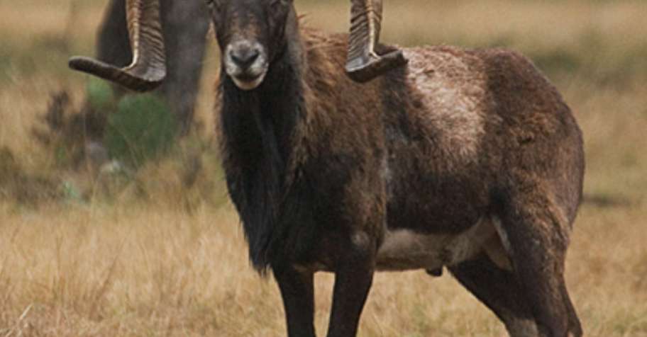 Black Hawaiian Hunt 2026