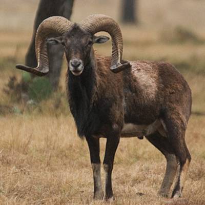 Black Hawaiian Hunt 2026