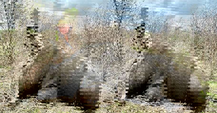 10-Day Zimbabwe Buffalo Safari