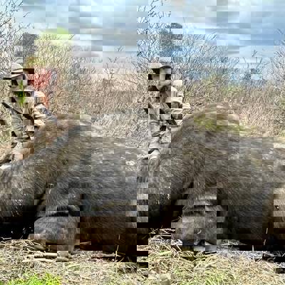 10-Day Zimbabwe Buffalo Safari