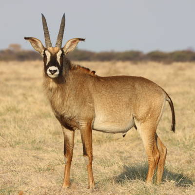 Royal Antelope - 2 Trophies