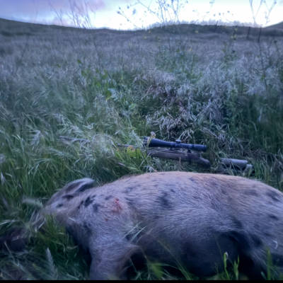 Public Land Hunt Wild Pig 2 - 1e1e2d58 6e36 41bd Bb66 B1791fa3b0f0 Thumbnail