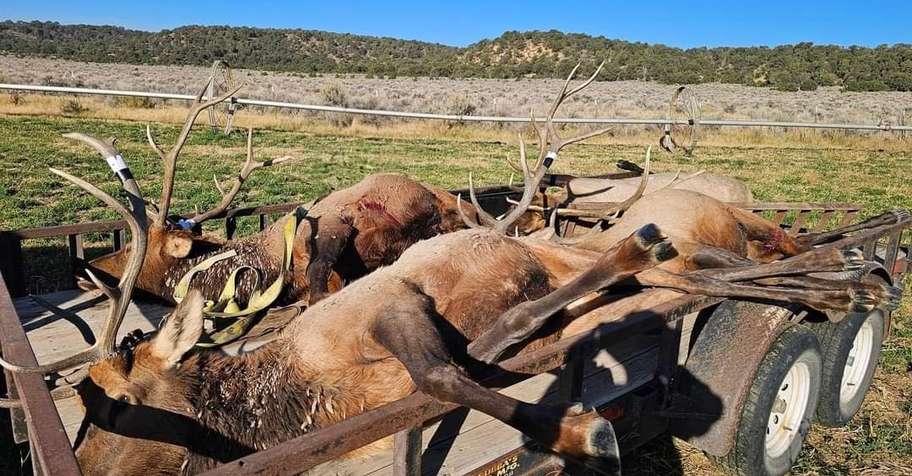 2 PPL Bull Elk on Ranch & Public Lands