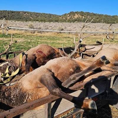 2 PPL Bull Elk on Ranch & Public Lands