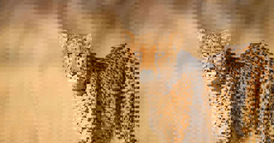 Predator hunt Namibia