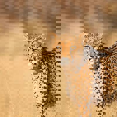 Predator hunt Namibia