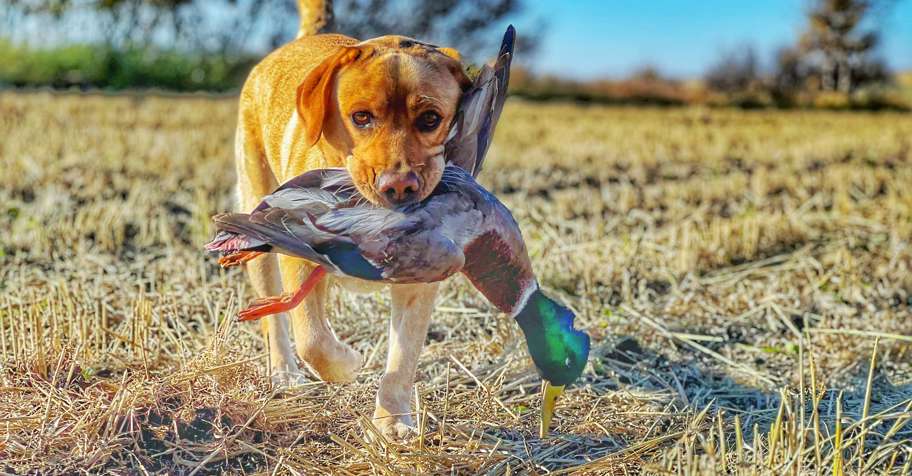 Three Day Waterfowl Hunting 2026