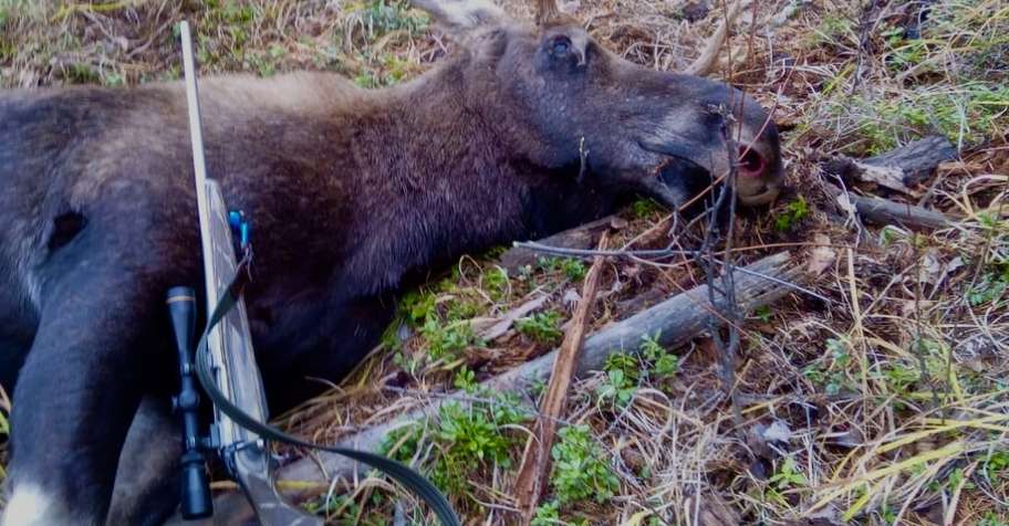 Winter Kachug region Moose Hunting