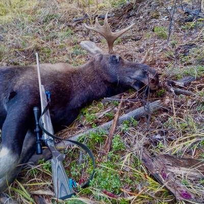 Winter Kachug region Moose Hunting